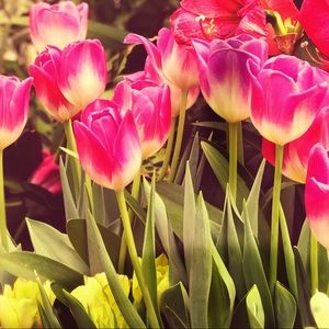 Meet your Posher, Maggie